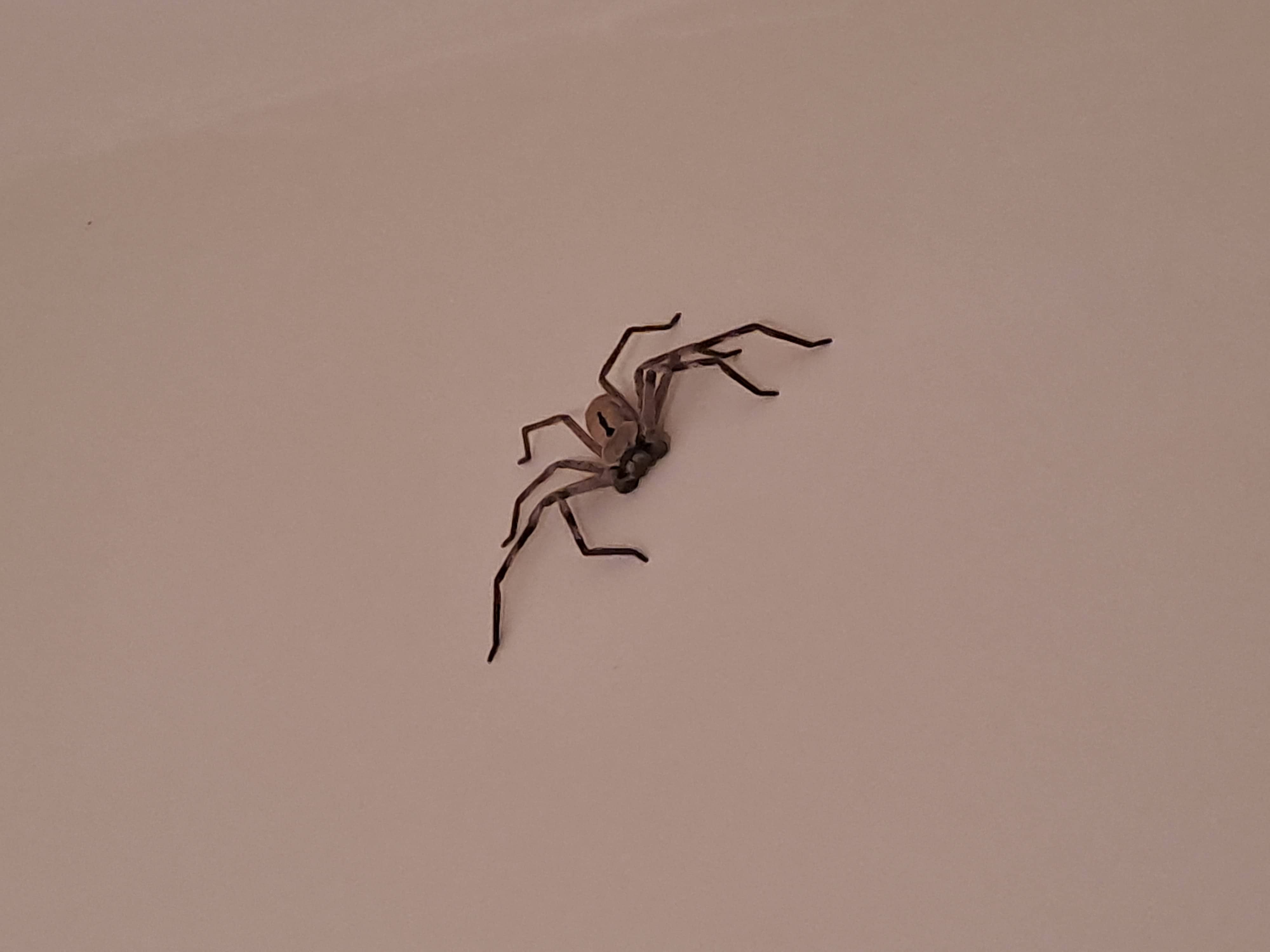 Huntsman Spider - Large but Generally Harmless